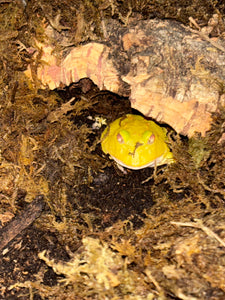 Albino Pacman Frog CB
