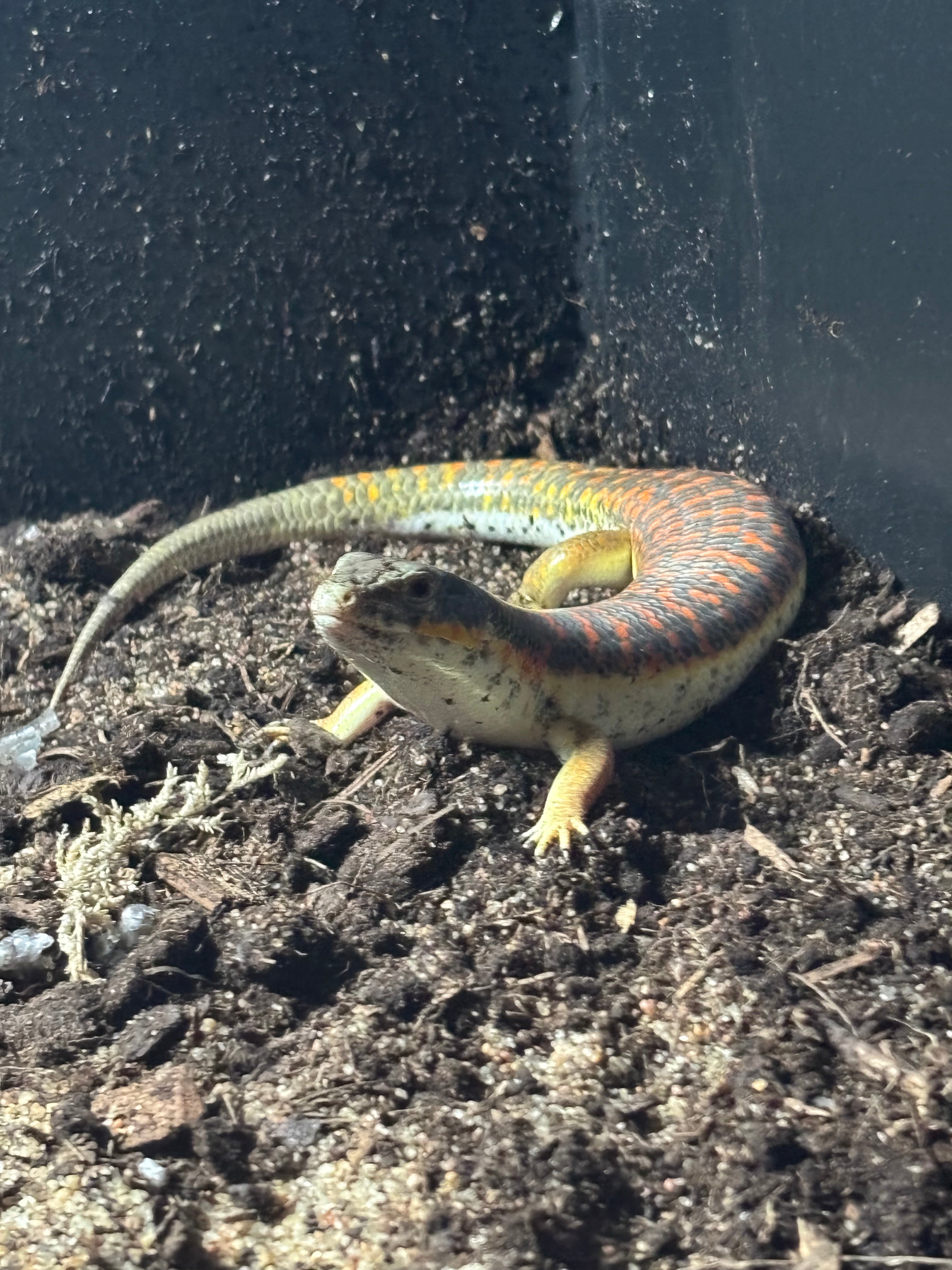 Schneider’s skink