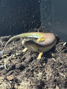 Schneider’s skink