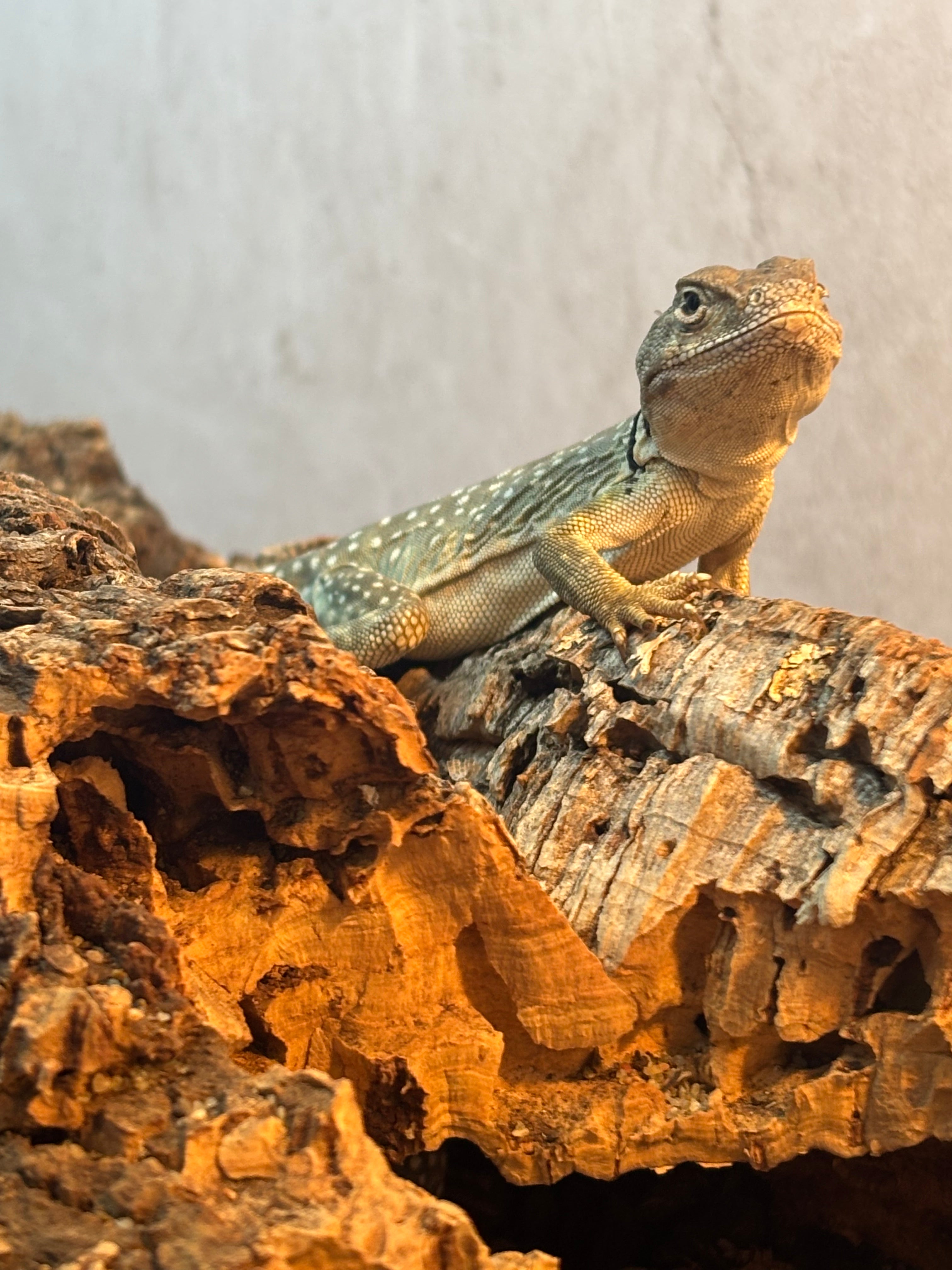 Eastern Collared Lizard