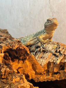 Eastern Collared Lizard
