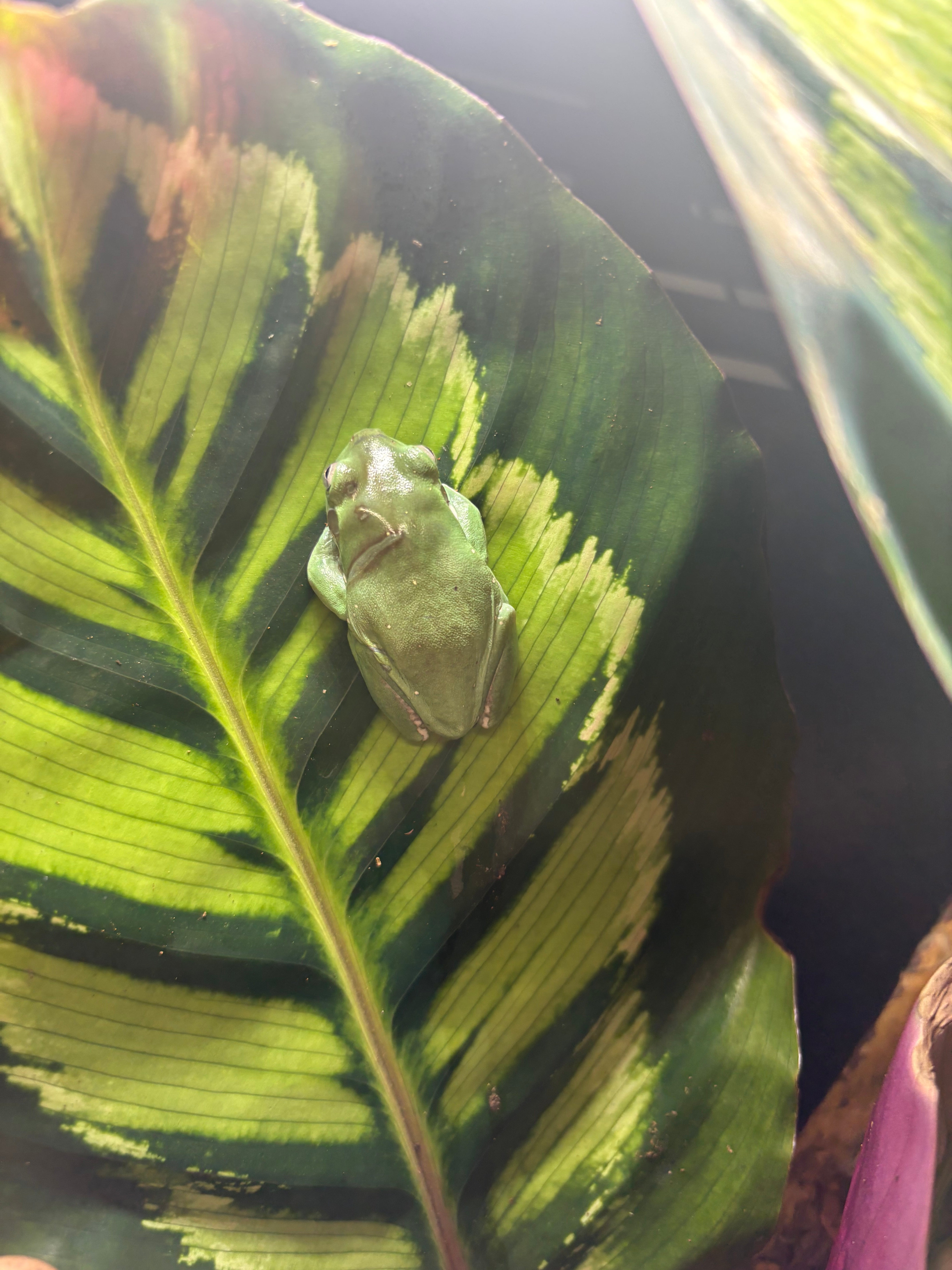 White’s Tree Frog CB