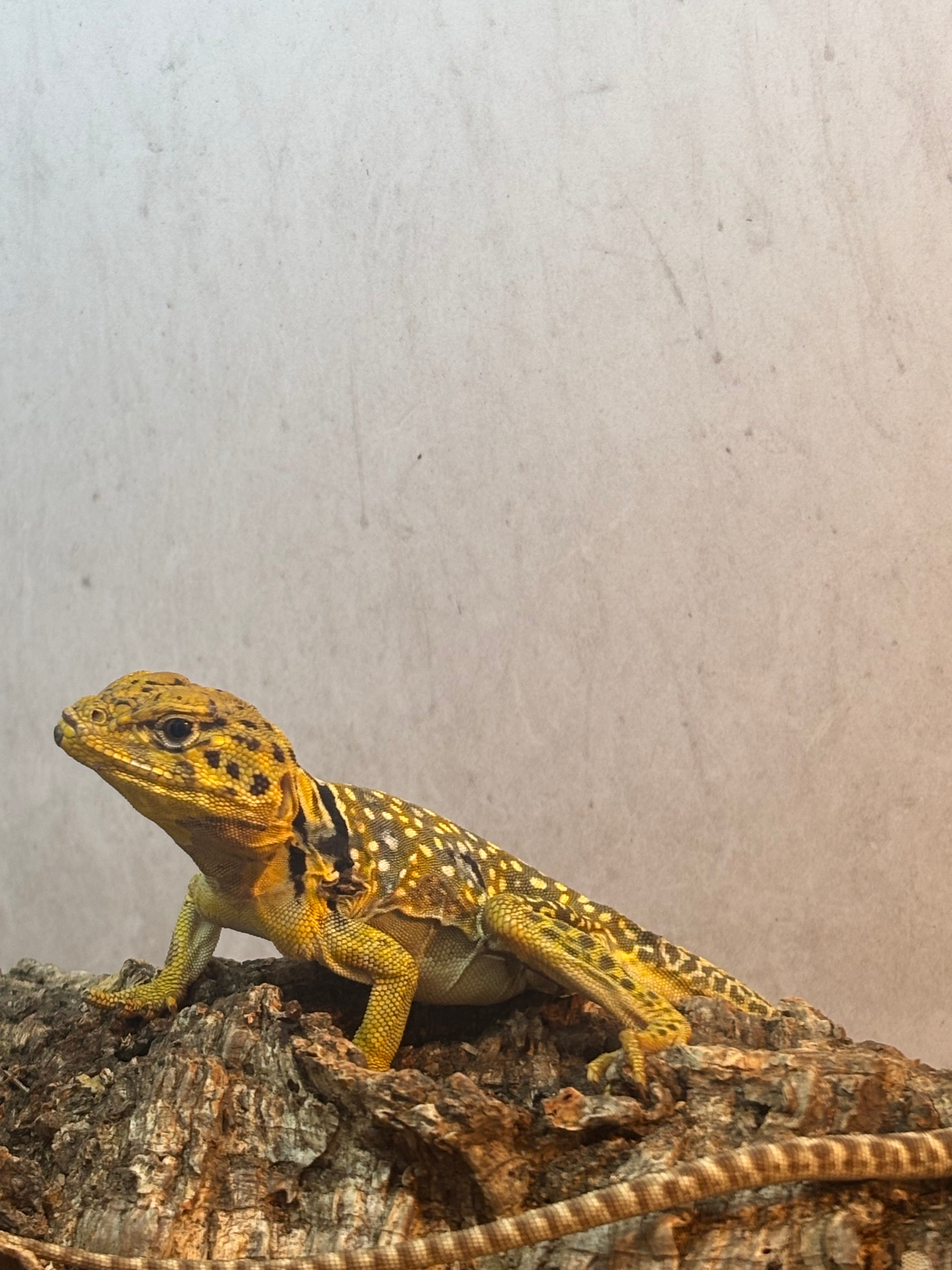 Eastern Collared Lizard