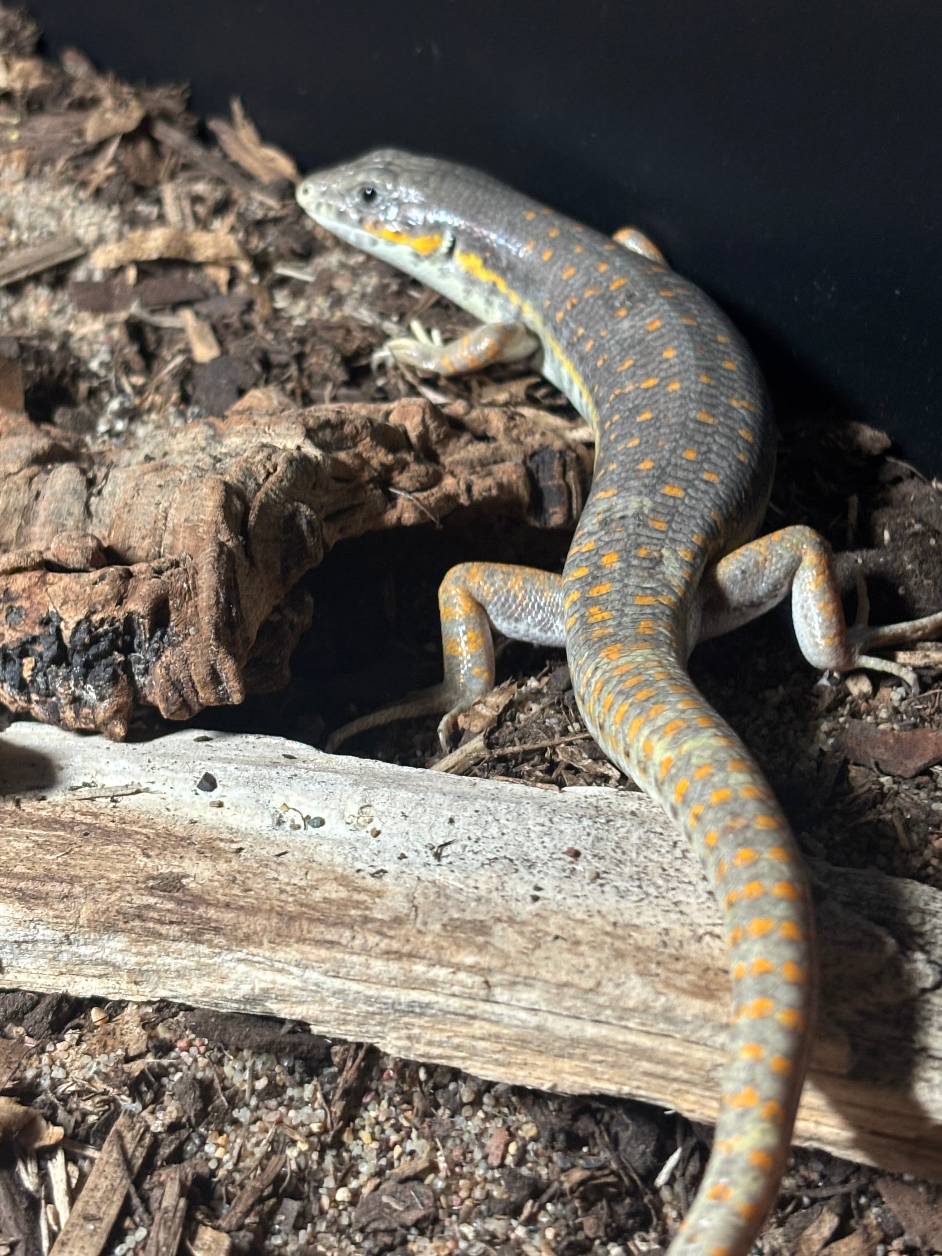 Schneider’s skink