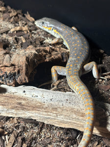 Schneider’s skink