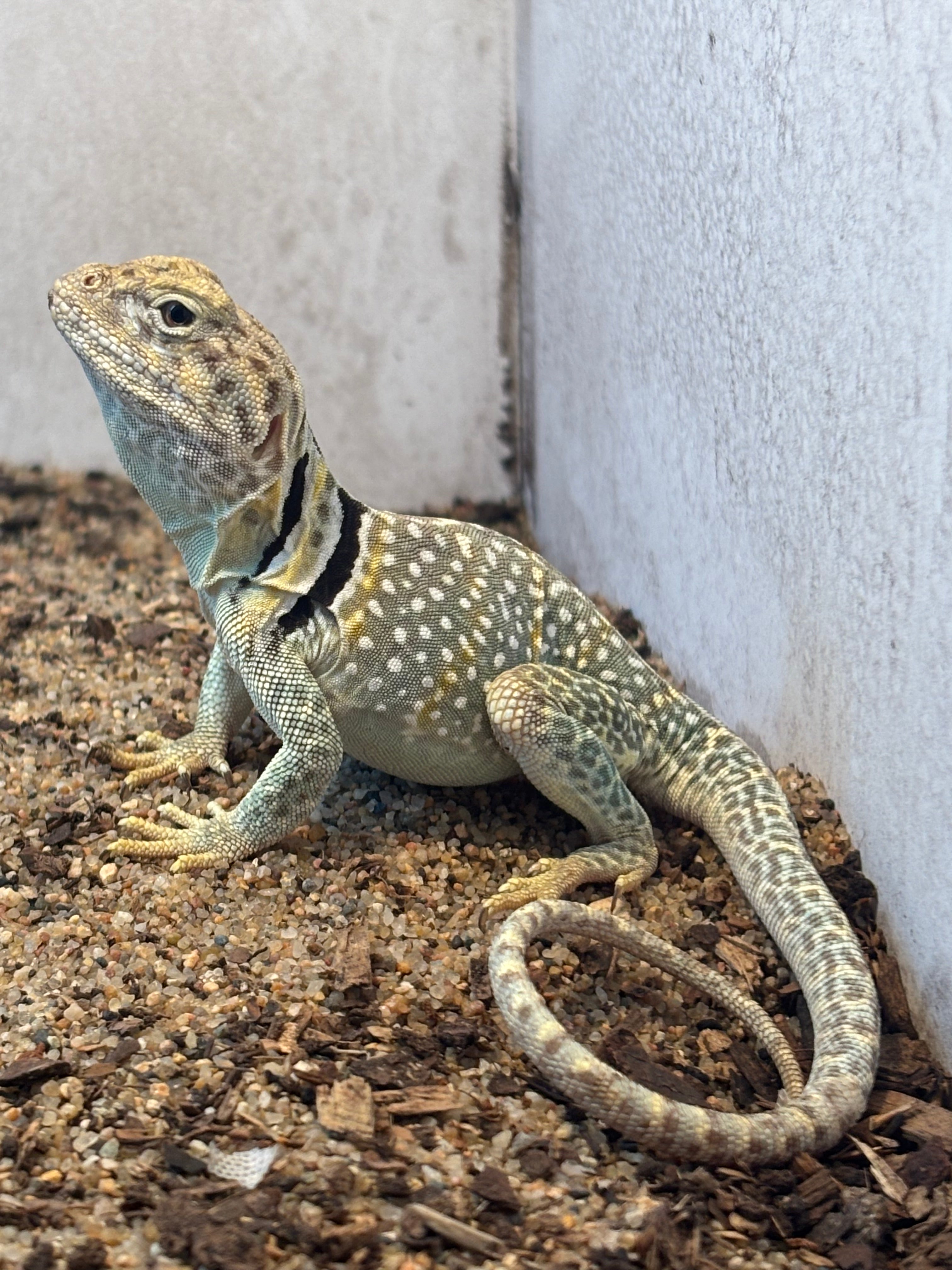 Eastern Collared Lizard