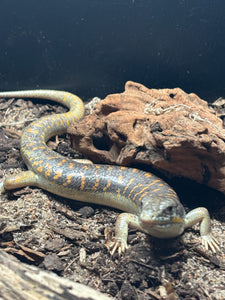Schneider’s skink