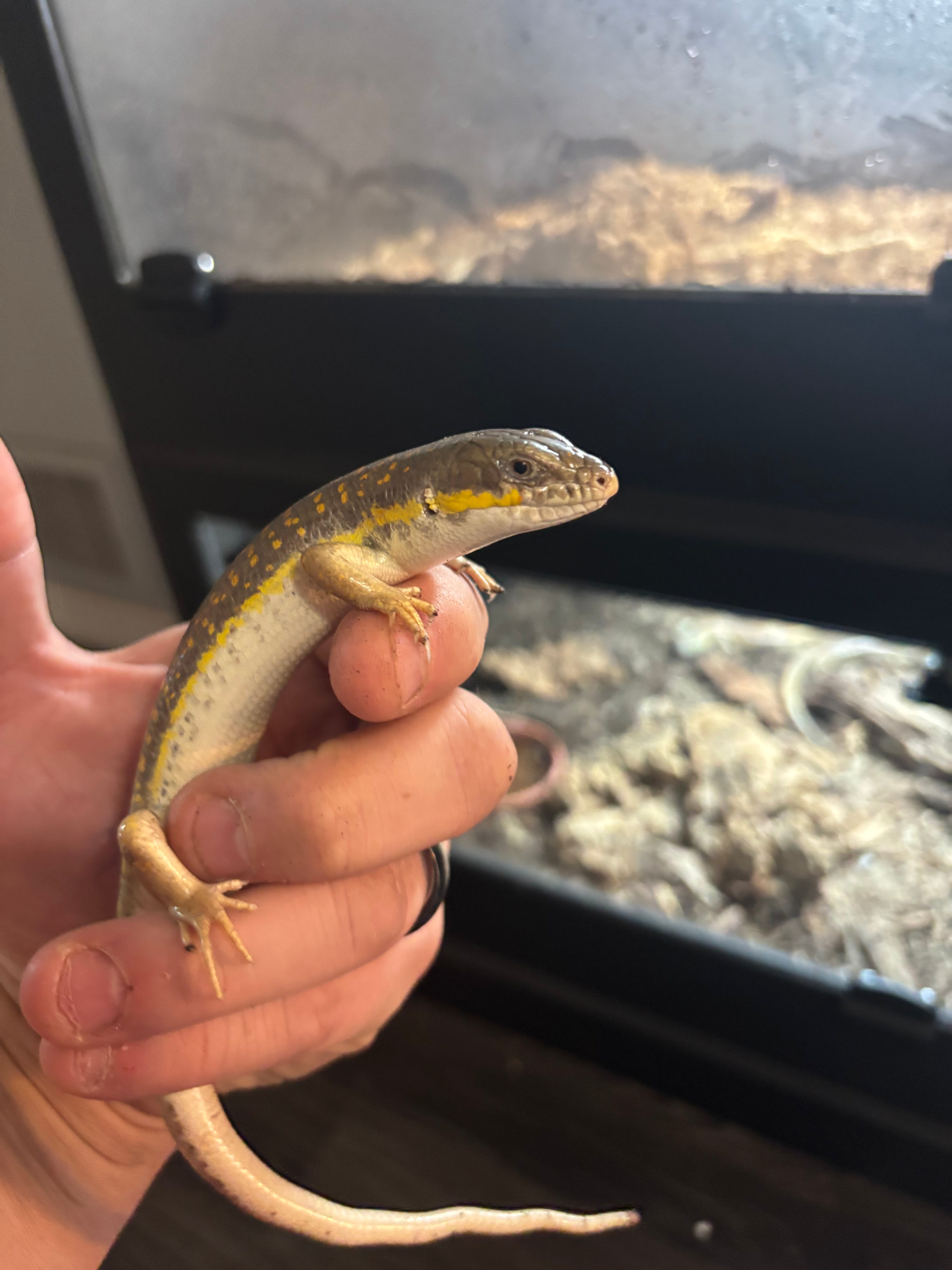 Schneider’s skink