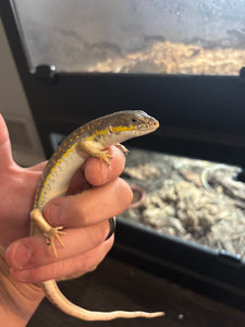 Schneider’s skink