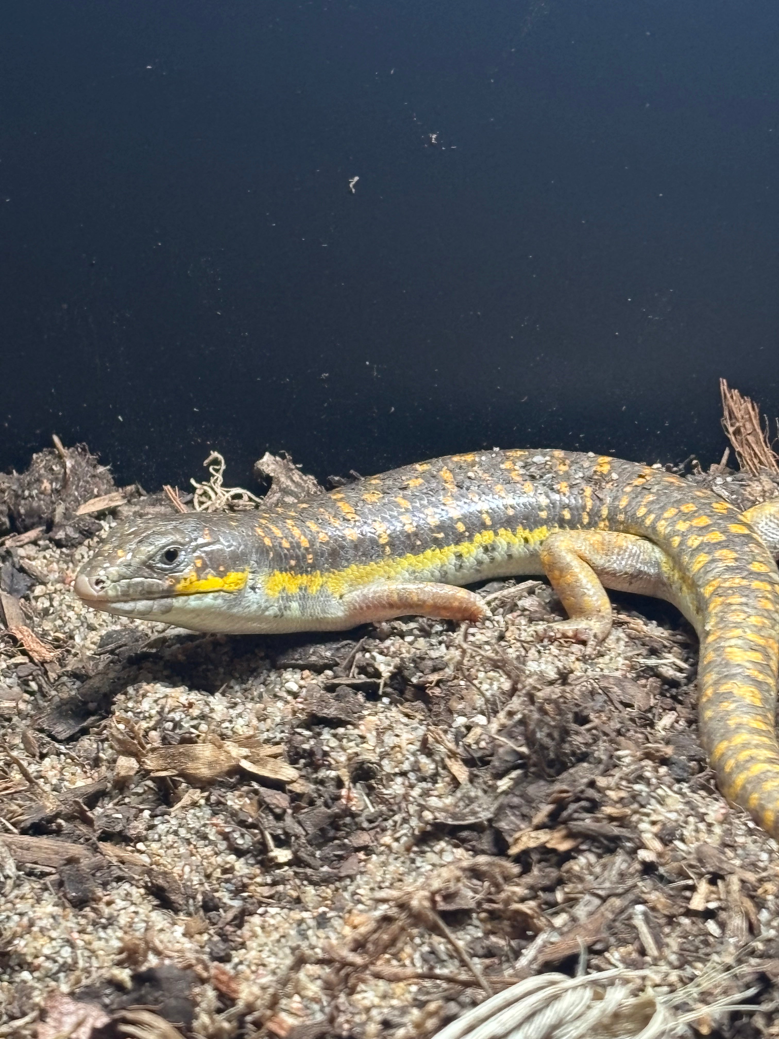 Schneider’s skink