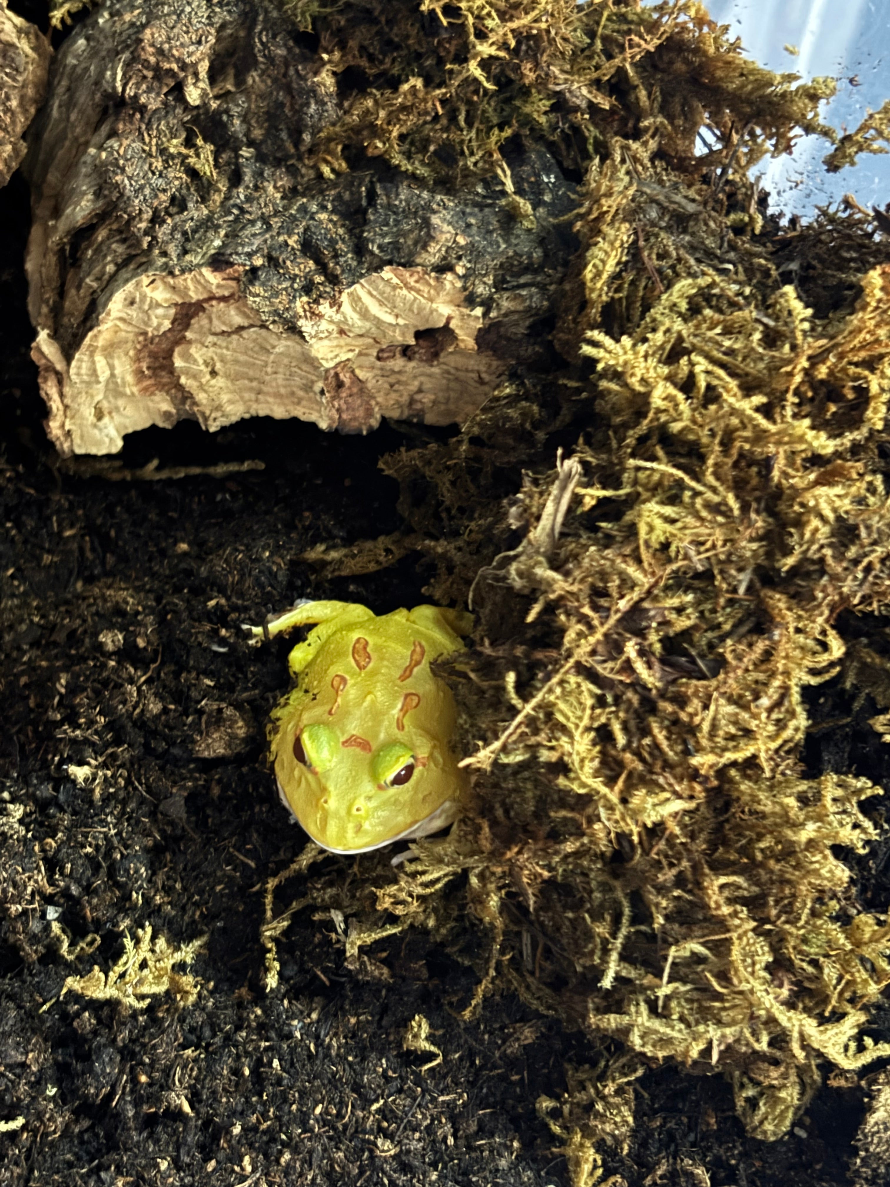 Albino Pacman Frog CB