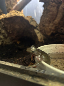 White’s Tree Frog CB