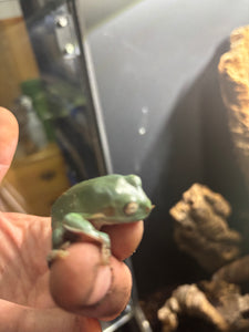 White’s Tree Frog CB