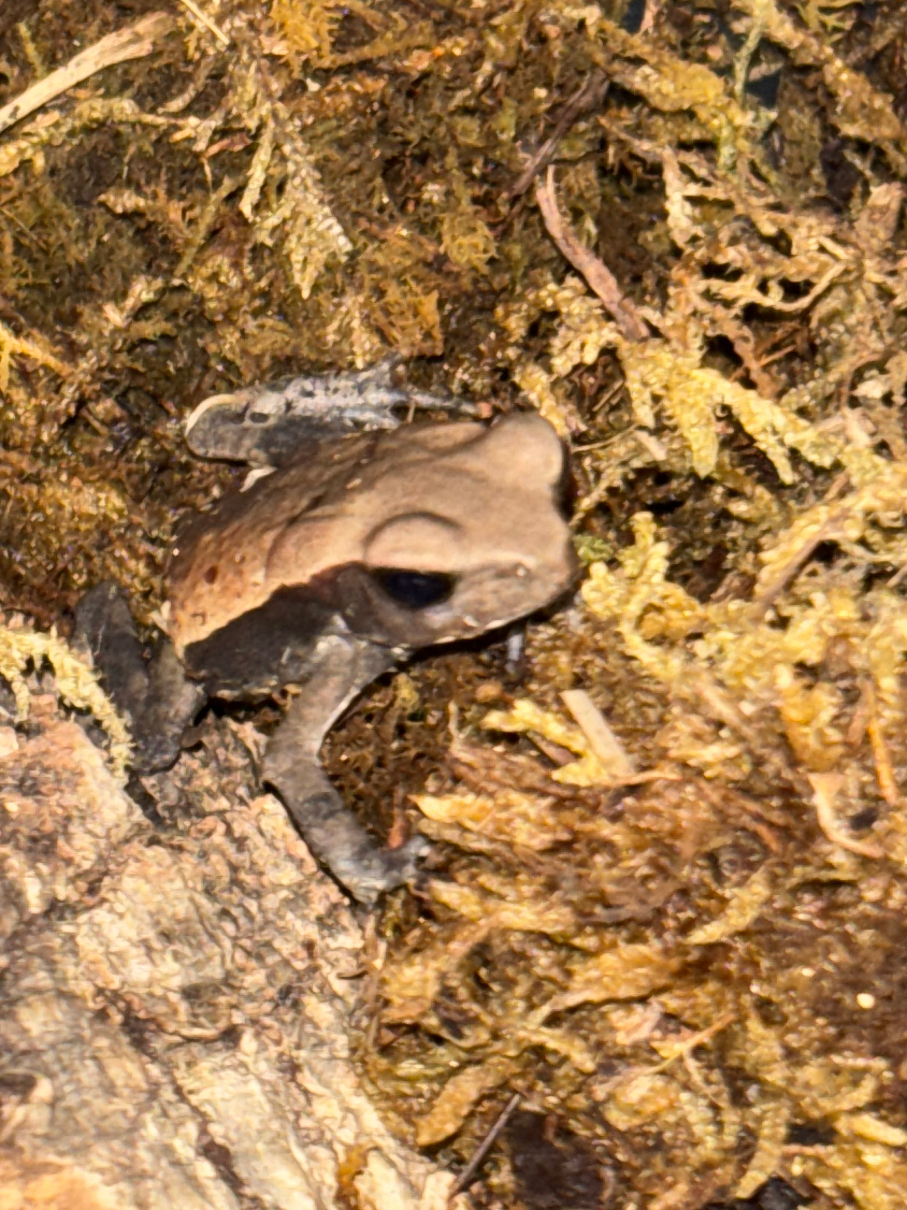 Smooth Sided Toads