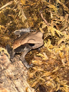 Smooth Sided Toads