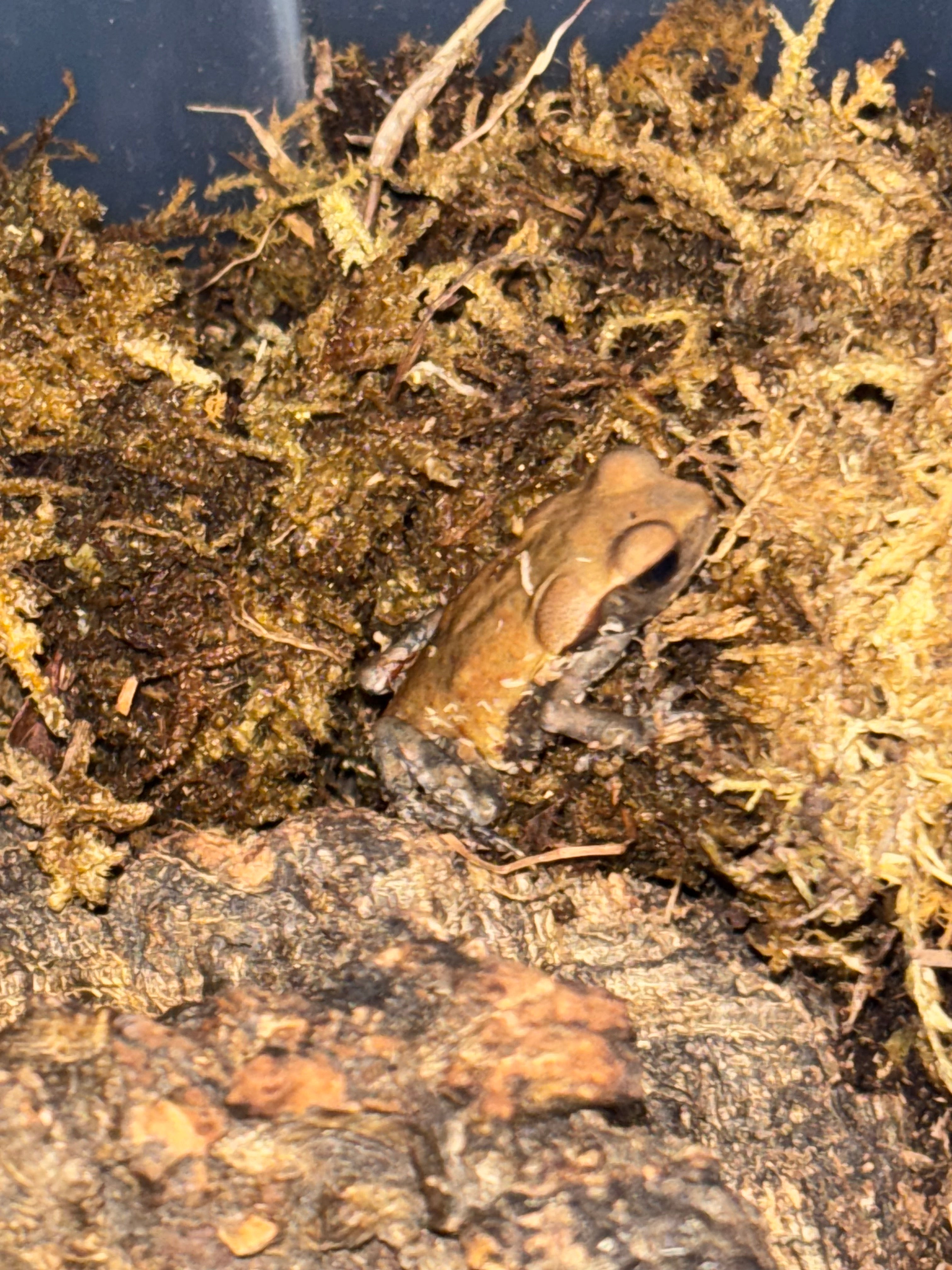 Smooth Sided Toads