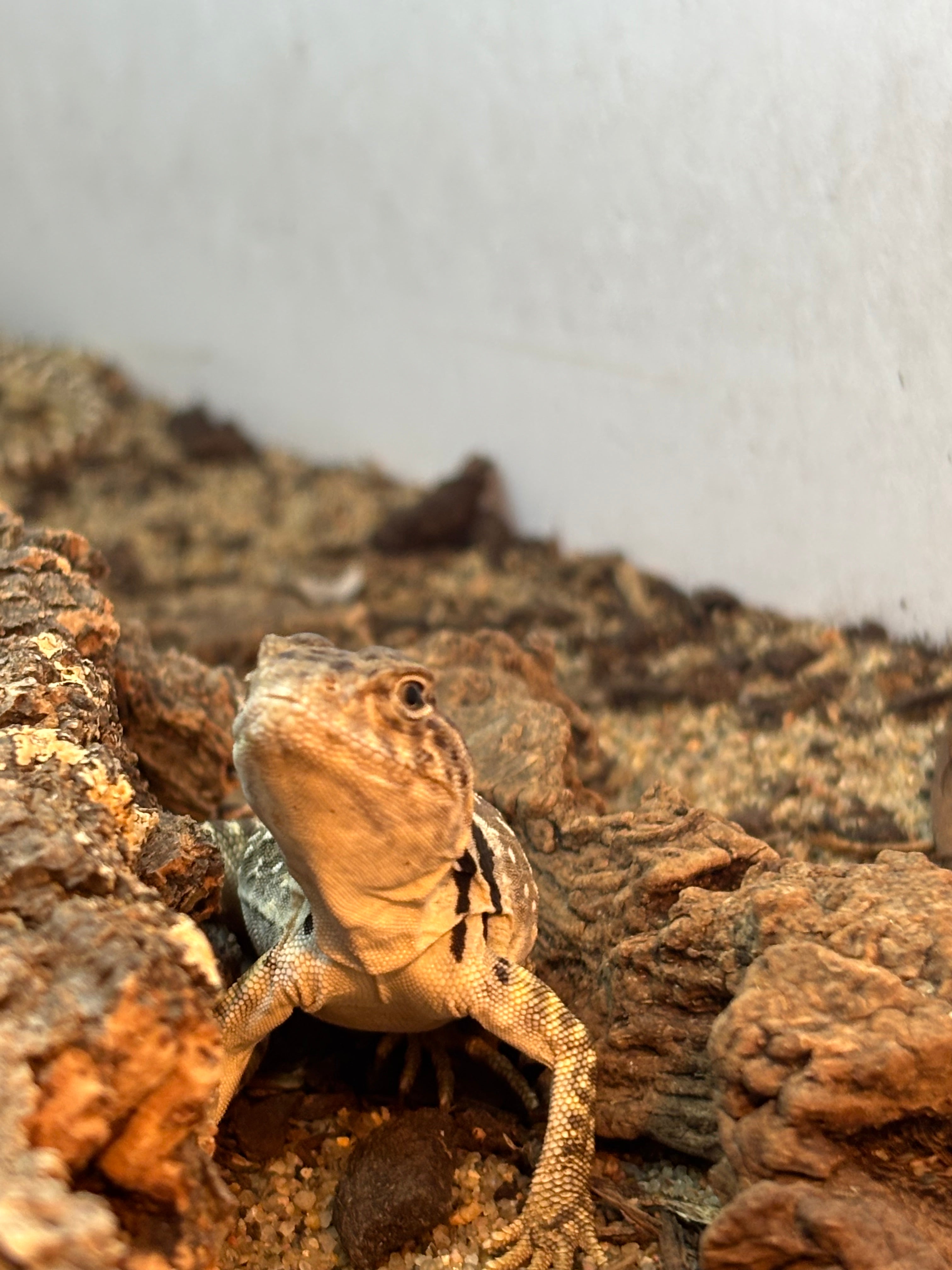 Eastern Collared Lizard